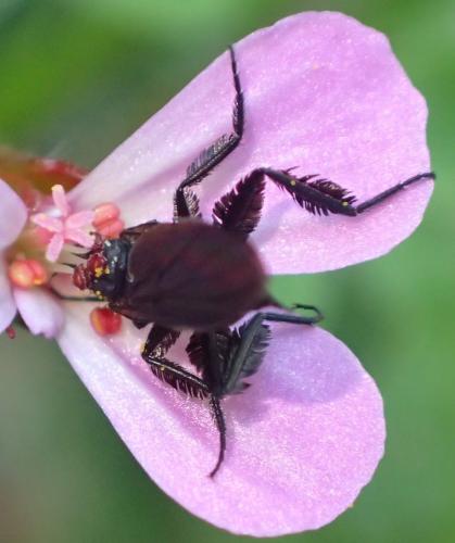 Empis pennipes